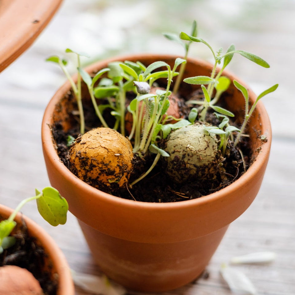 Set mit 4 Schmetterling Geschenken mit kleinen Blossombs Saatbomben
