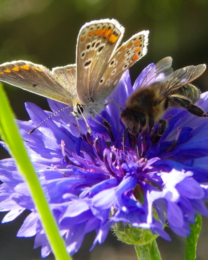 Kraft bag (mit 10 ofder 25 Blossombs Samenbomben)