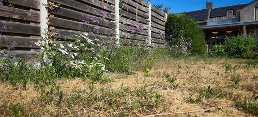 Is jouw tuin klaar voor steeds drogere zomers?