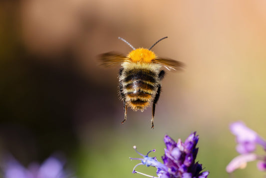 Earth Day: vier de aarde met ons