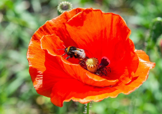 De Grote Klaproos: Papaver rhoeas