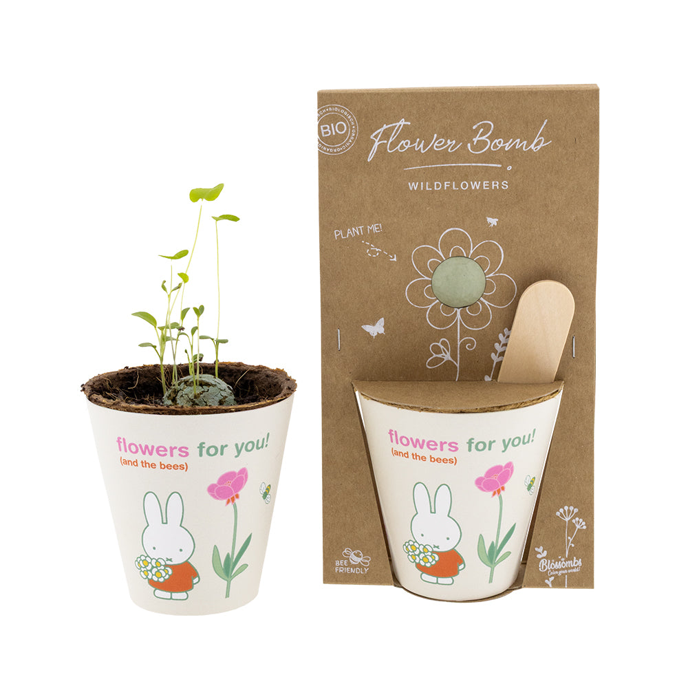 Miffy Grow Kit mit Samenbombe - Flowers For You