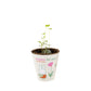 Miffy Grow Kit mit Samenbombe - Flowers For You