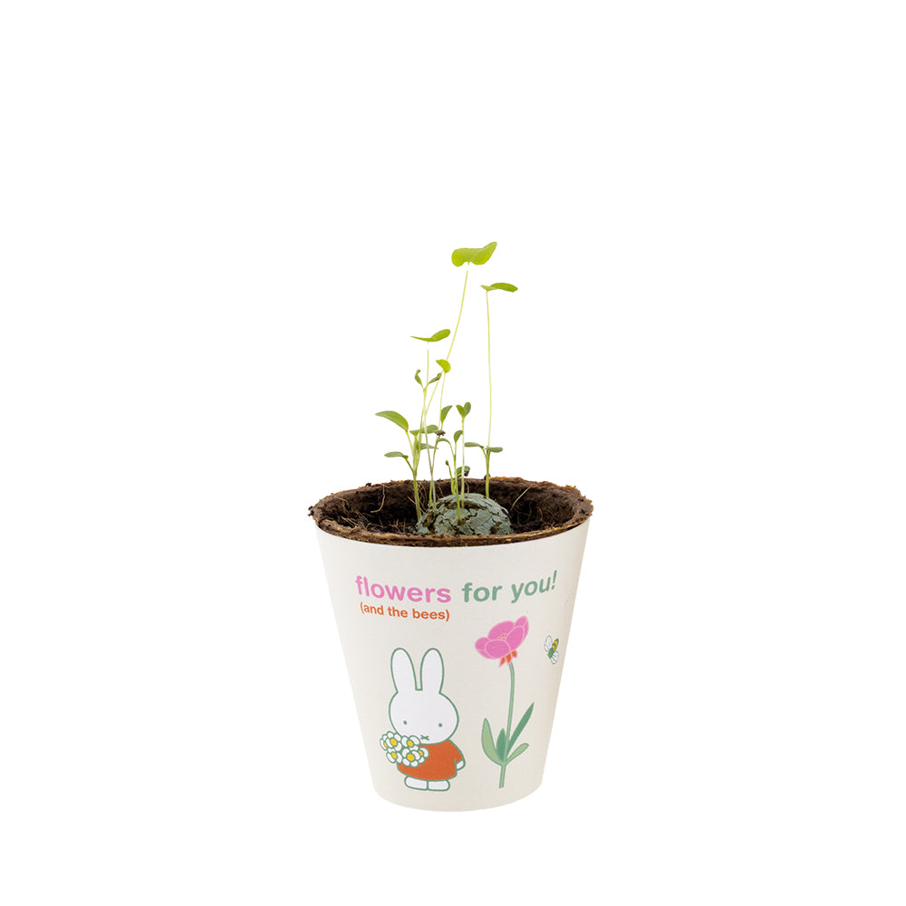 Miffy Grow Kit mit Samenbombe - Flowers For You
