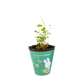 Miffy Grow Kit mit Samenbombe - Butterfly Garden For You