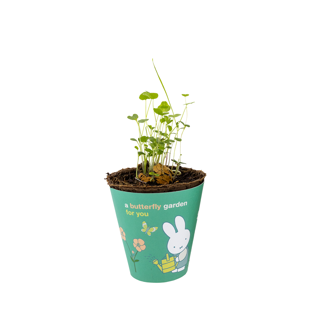 Miffy Grow Kit mit Samenbombe - Butterfly Garden For You