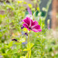 Werbegeschenk mit 3 Samenbomben- Xmas Garden