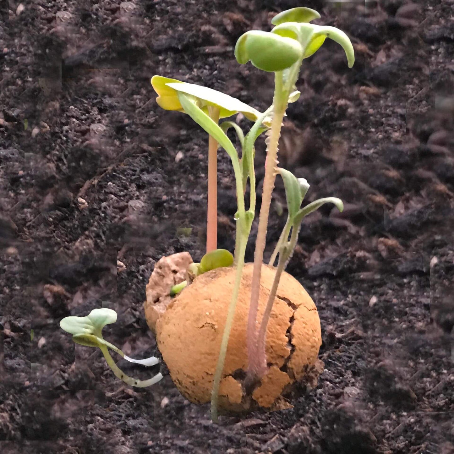 Groei Blossombs