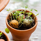 Werbegeschenk mit 3 Samenbomben- Xmas Garden