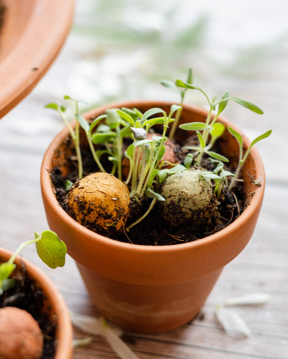 Werbegeschenk mit 3 Samenbomben- Xmas Garden