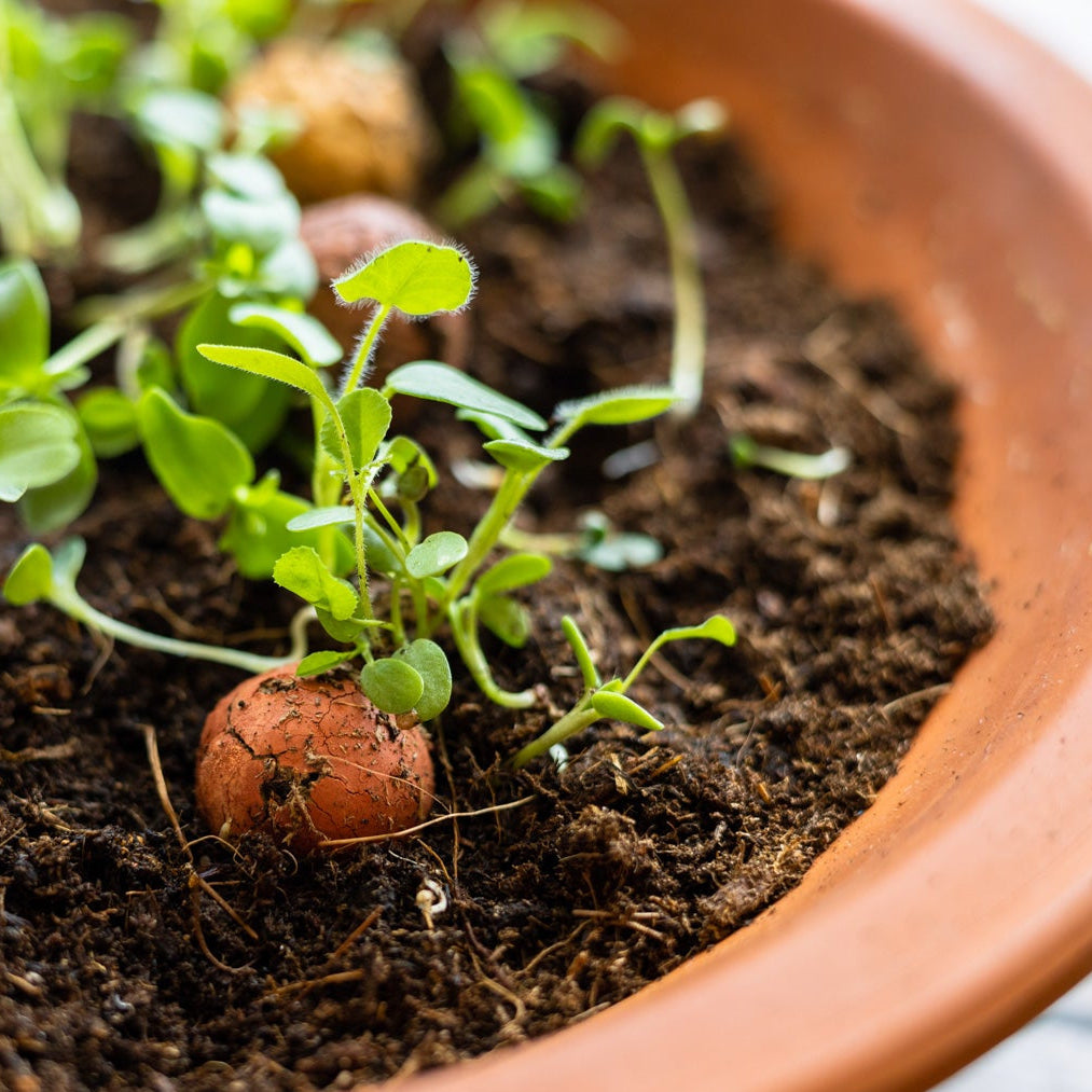 Blossombs zaadbommetjes in een bloempot die aan het ontkiemen zijn. kleine groene plantjes